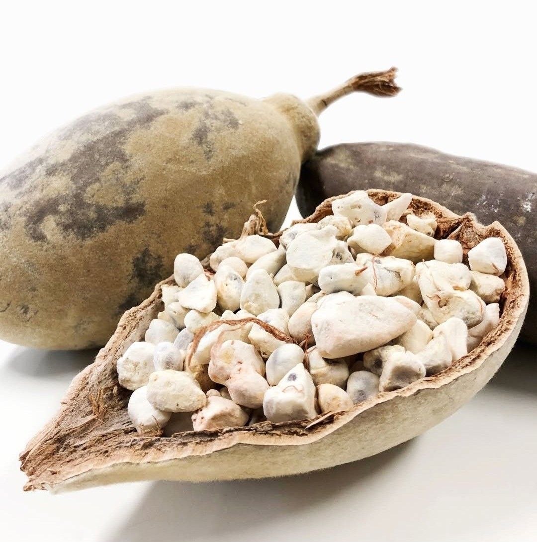 Pain de Singe (Baobab)